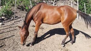 Se vende Caballo Doradillo