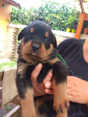 Vendo Cachorros Rottwailer