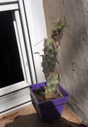 cactus tephrocactus papyracanthus Maceta 6