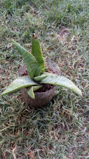Aloe Vera. Plantines