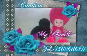 Caniches toy y mini gordos