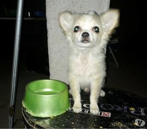 Chihuahua macho de pelo largo 4 meses