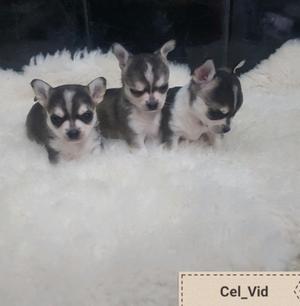 Chihuahuas Cómo pedigre