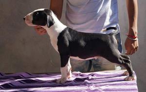 Vendo bull terrier