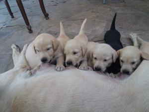 CACHORROS DE LABRADOR PURO