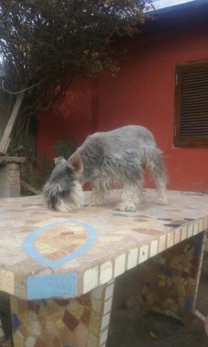 CACHORROS SCHNAUZEiR MINI