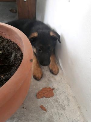 Cachorra ovejera alemán