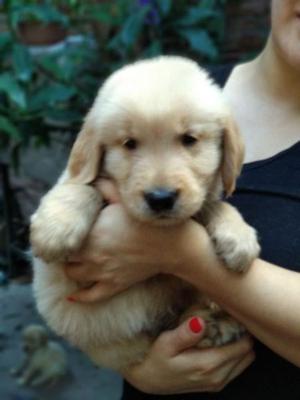 Golden Retriever, excelentes cachorros