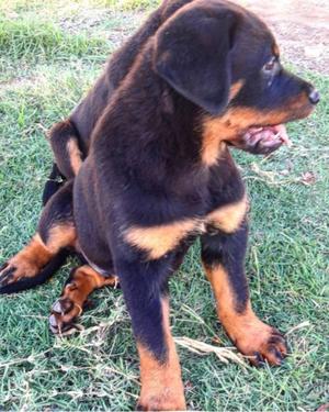 Hermosos cachorros rottweilers