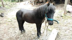 Urgente vendo caballo pony