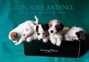 cachorros jack russell excelentes