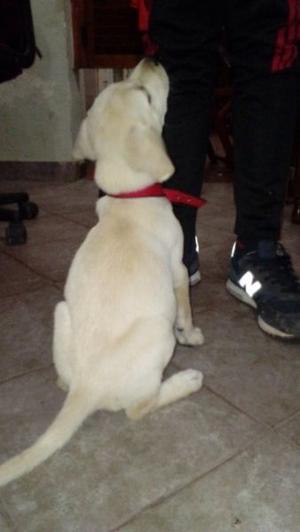 vendo perrito labrador