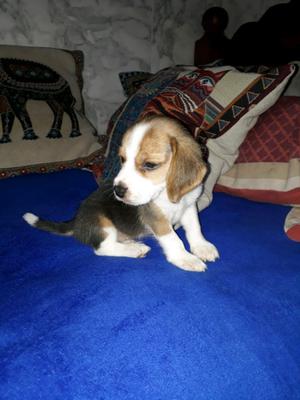 Beagles hembrita y machitos