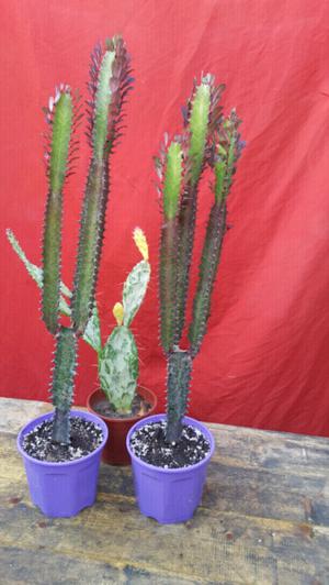 Cactus euphorbia trigona rubra