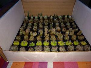 Cactus Mezcla Mas De 10 Variedades