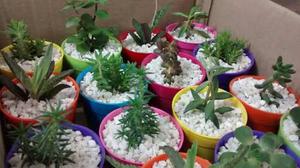 Mini Cactus Suculentas Souvenirs Eventos Dia De La Mujer