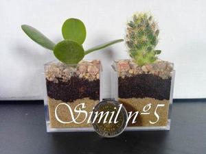 Petit ~ Mini Terrario ~ Cactus Y Suculentas Souvenir Regalos