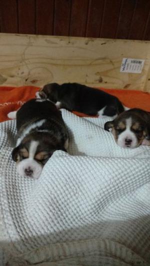 3 cachorros beagle