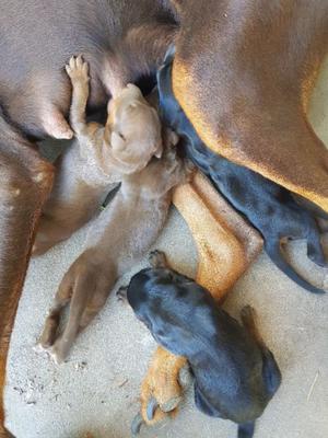 4 Perros doberman