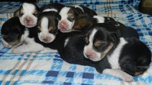 7 Cachorros Beagles