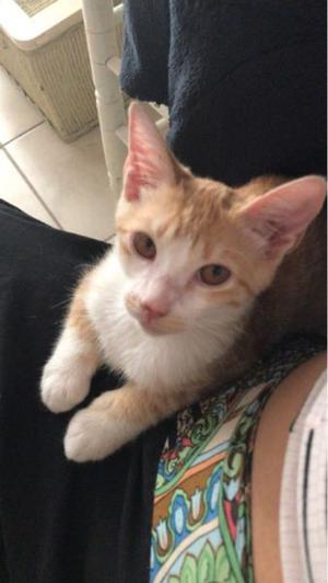 ADOPCIÓN RESPONSABLE GATITA