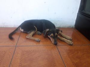 Adopción de cachorro