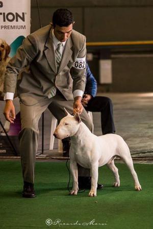 Bull terrier exelente pedigree