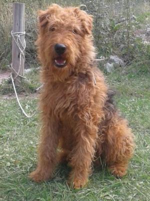 Cachorros Airedale Terrier venta