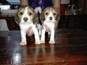 Cachorros Beagles tricolor machos con pedigree
