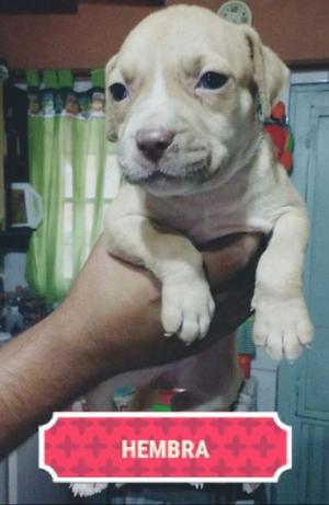 Cachorros Pitbull red nouse