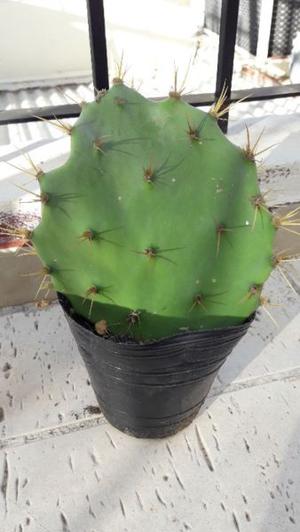 Cactus grande para decorar