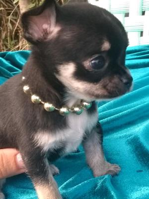 Chihuahua Hembra super minima.