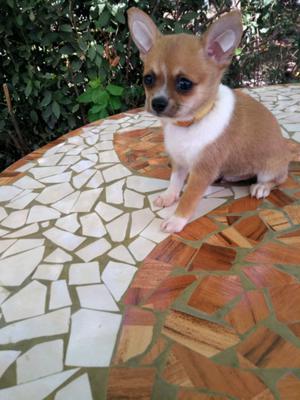 Chihuahua macho mini...