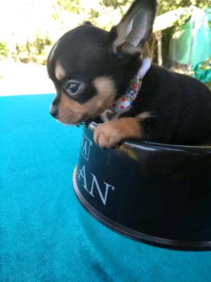 Chihuahuas Machos diminutos