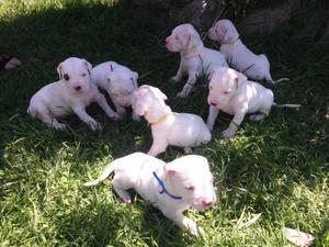 DOGO ARGENTINO CACHORROS