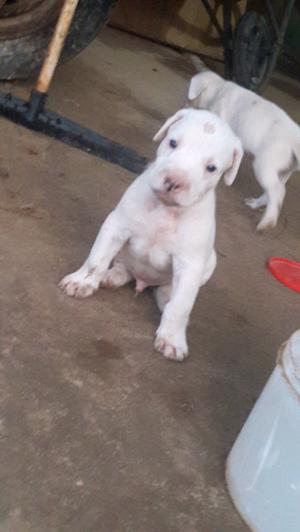 Dogo argentino puro