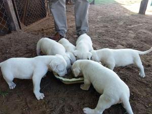 Dogos argentinos cachorros en venta, padres con F.C.A.