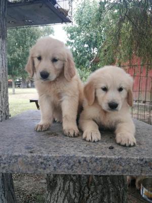 Golden cachorros hermosos