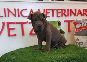 HERMOSOS CACHORROS SHARPEI BLUE!!!