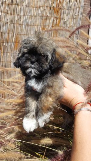 Hembra Shih Tzu