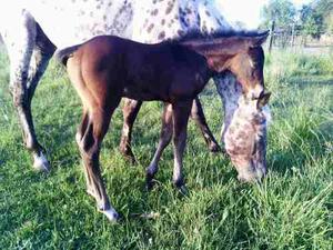 Potrillo Appaloosa Inscripto