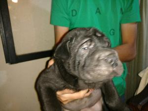 Shar pei hembras