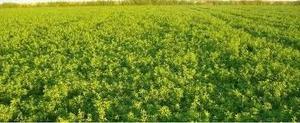 Vendo Fardos De Alfalfa De Primer Calidad (sgo Del Estero)