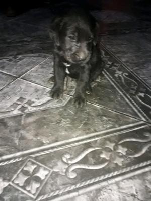 Vendo cachorrito labrador