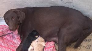 Vendo cachorros de Labradores