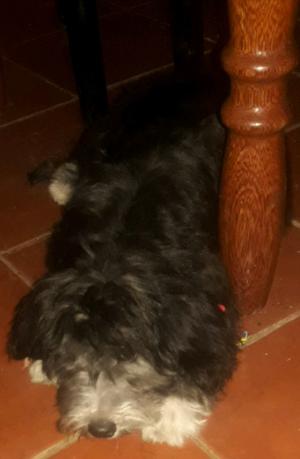 Vendo caniche toy