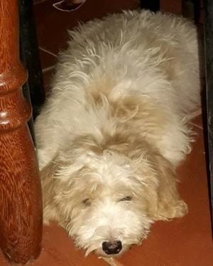 Vendo caniche toy