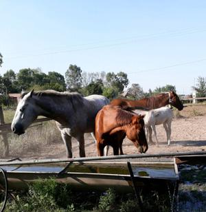 Vendo combo de caballos