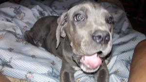 cane corso gris henbra 3 mesescon pedrigue