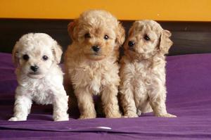 caniche toy microtoy puros